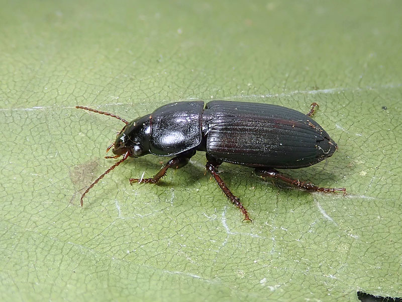 Carabidae: un altro Harpalus oblitus